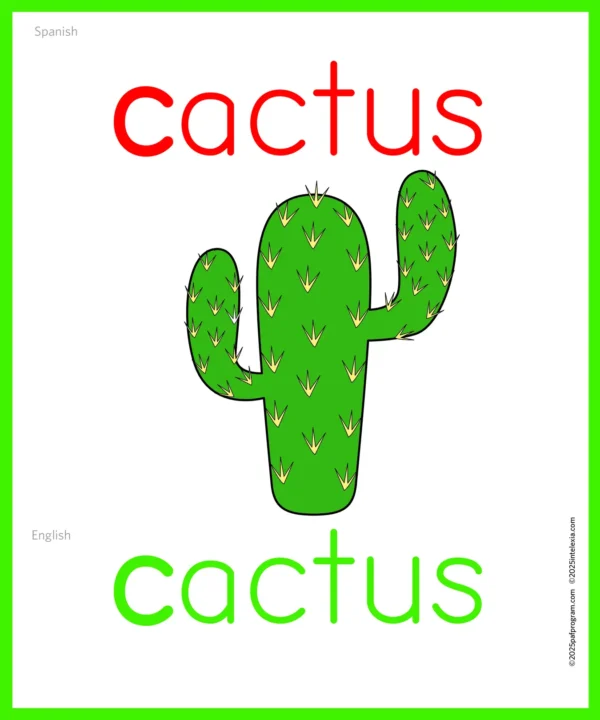 Picture Card Cactus